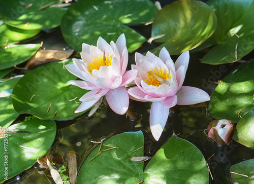 The water lilie flowers in a pond, Istanbul photo