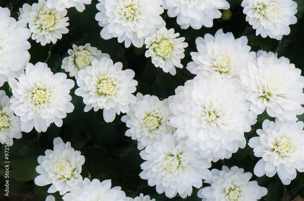 White chrysanthemums flower background, petals chrysanthemums.