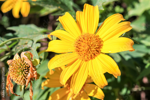 Tithonia diversifolia