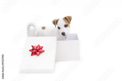 Cute jack russel terrier puppy in a white present box isolated o