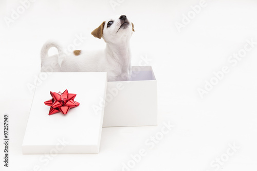 Cute jack russel terrier puppy in a white present box isolated o © artbalance