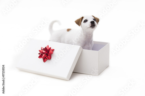 Cute jack russel terrier puppy in a white present box isolated o