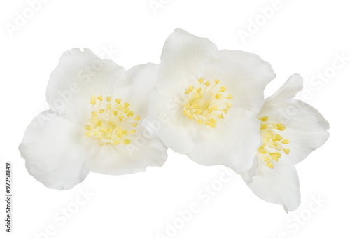 jasmin three flowers isolated on white