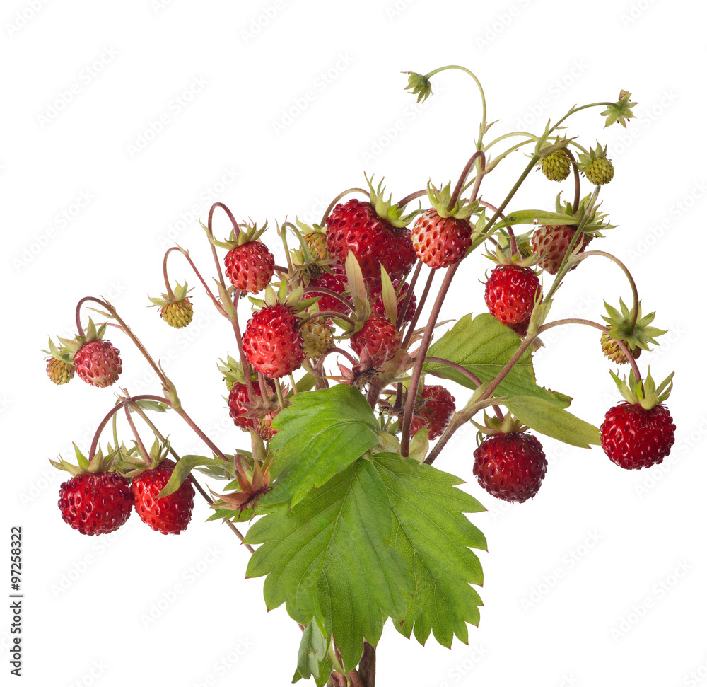 isolated large bunch of wild strawberries isolated large bunch of wild strawberries