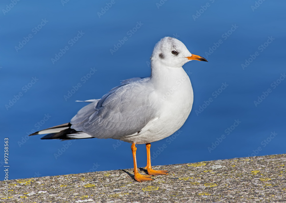 Fototapeta premium Gull standing on embankment stone