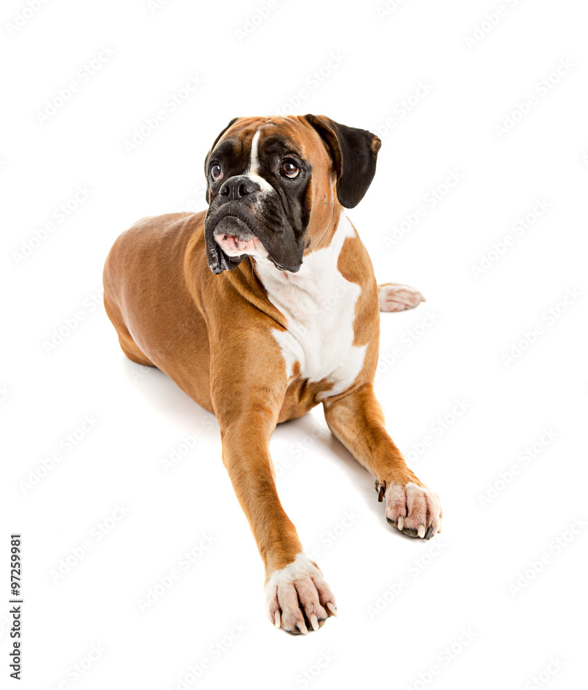 Fawn-colored Boxer
