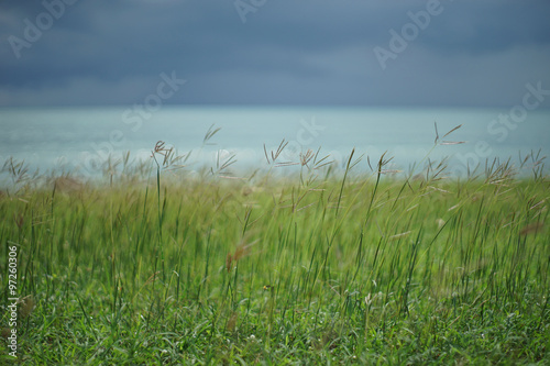 grass with sea background