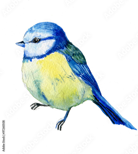 акварель птица синица