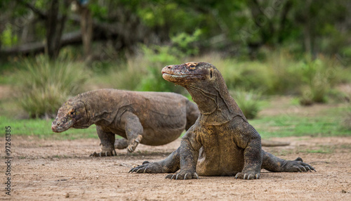 Komodo dragon is on the ground. Interesting perspective. The low point shooting. Indonesia. Komodo National Park. An excellent illustration. © gudkovandrey
