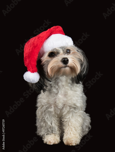 Hund, Havaneser mit Weihnachtsmütze
