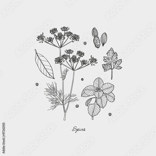 Set of Herbs and Spices. Natural spices. Compilation of vector sketches. Kitchen herbs and spice. Vintage style. Hand drawn.