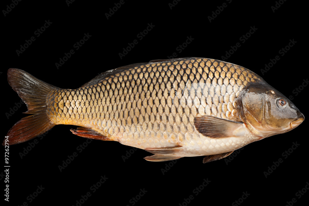 Сarp river fish on black Сarp river fish on black