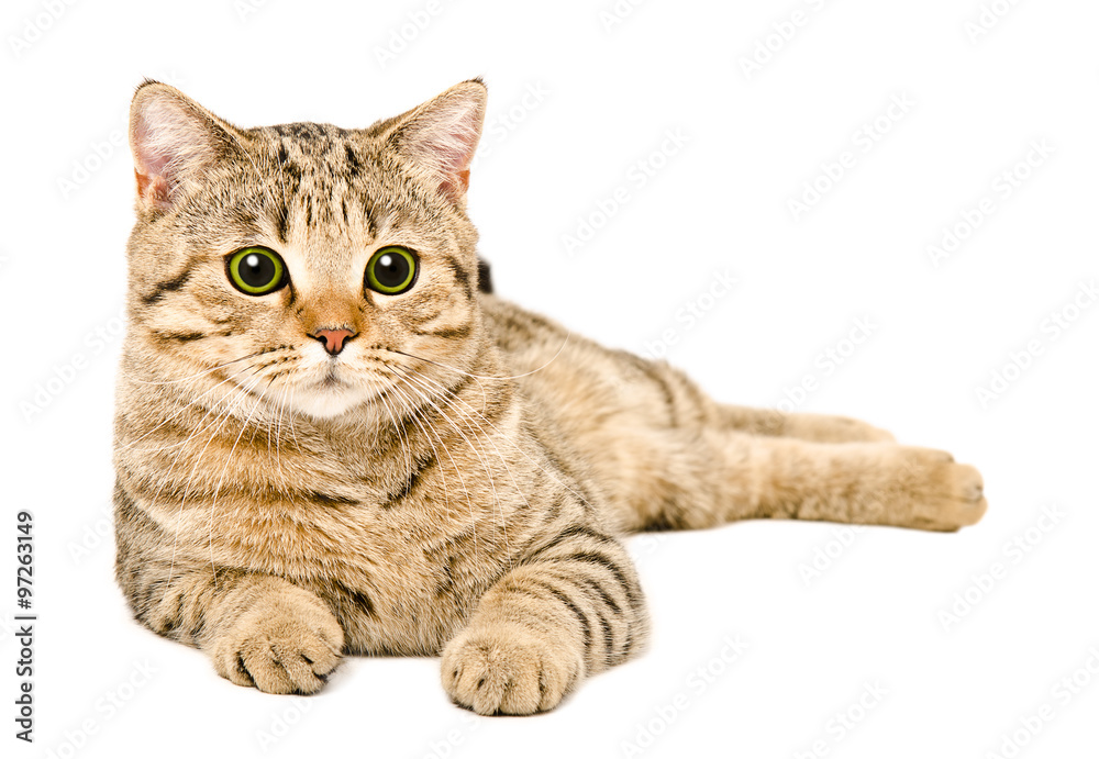 Young cat Scottish Straight lying isolated on a white background