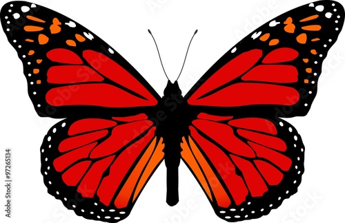 butterfly #97265134