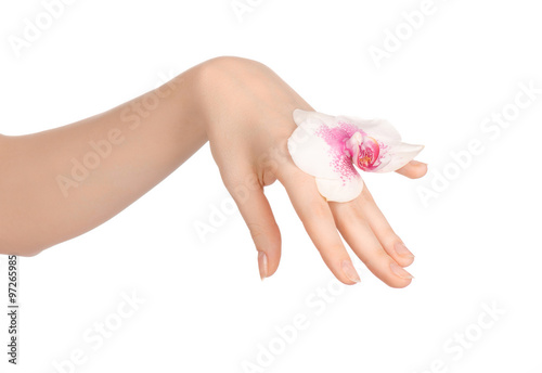 Nature and spa vacation topic: a woman's hand holding a beautiful purple flower isolated on a white background in studio