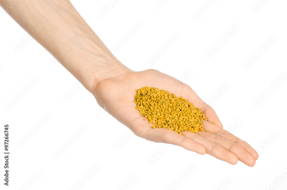 Spices and cooking theme: man's hand holding a bunch of dried fenugreek mustard isolated on a white background in studio Spices and cooking theme: man's hand holding a bunch of dried fenugreek mustard isolated on a white background in studio