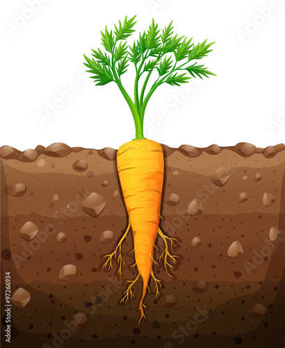 Carrot with root underground