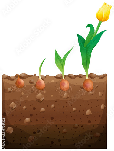 Tulip flower growing underground