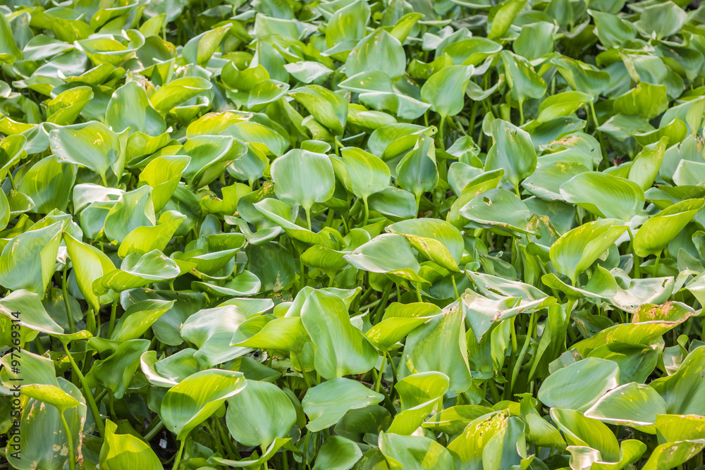 water hyacinth water hyacinth
