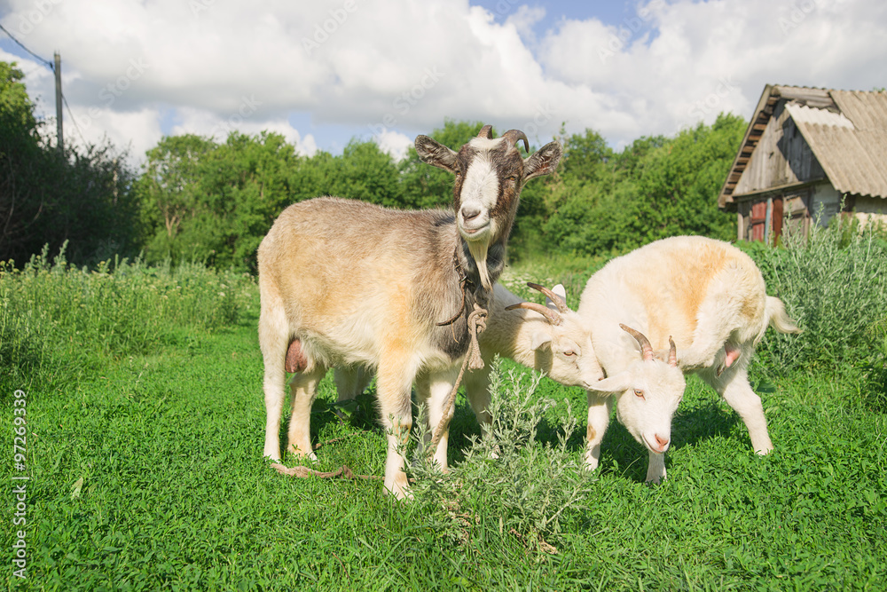 Goat and two kids on the green grass Goat and two kids on the green grass