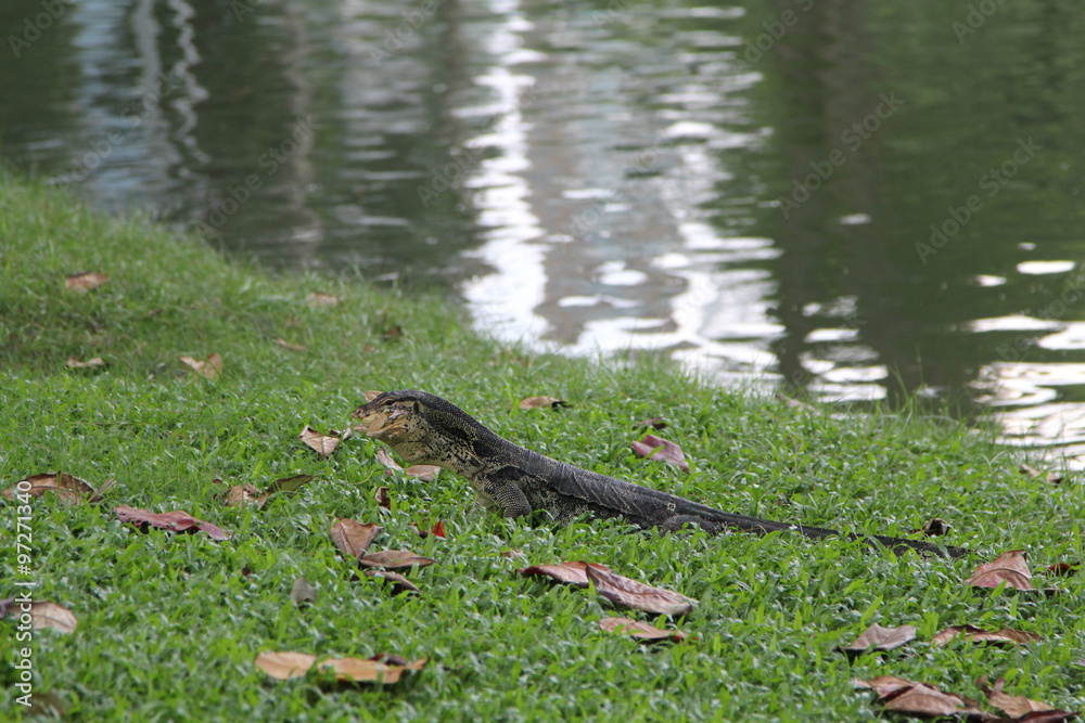 Asian water monitor eating frog, Animal. Asian water monitor eating frog, Animal.