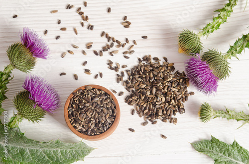Seeds of a milk thistle with flowers (Silybum marianum, Scotch T