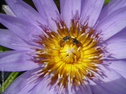 Bienen auf einer Seerosenblüte