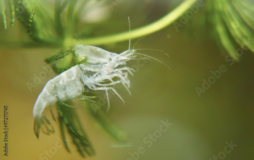 Креветка вишневая (Neocaridina denticulata sinensis - Cherry shrimp)