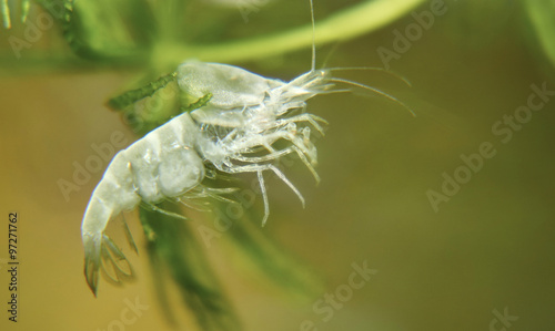 Креветка вишневая (Neocaridina denticulata sinensis - Cherry shrimp) photo