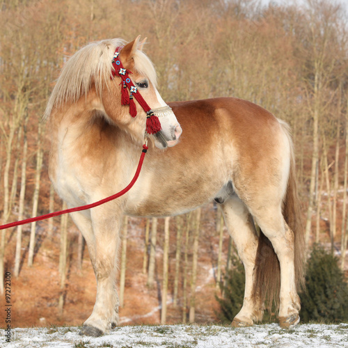 Amazing haflinger in winter