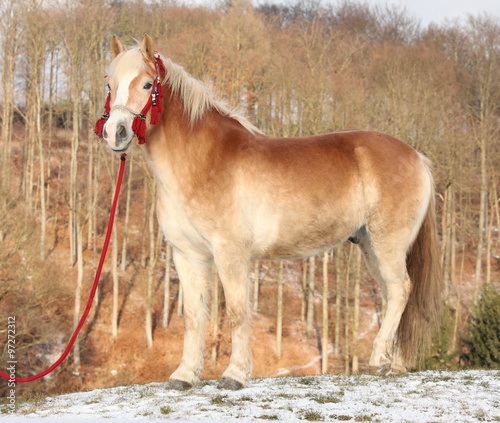 Amazing haflinger in winter