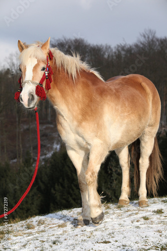 Amazing haflinger in winter photo