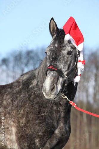 Fototapeta Naklejka Na Ścianę i Meble -  Amazing horse with christmas hat and gifts