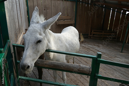 Photo donkey,