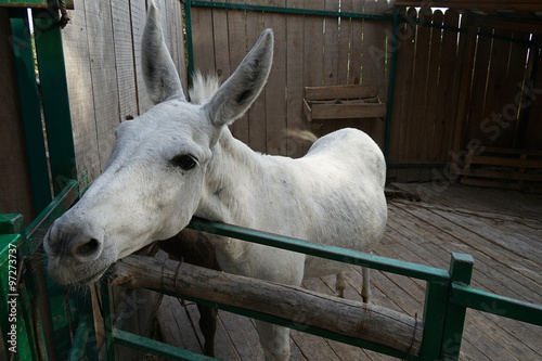 Canvas-taulu donkey,