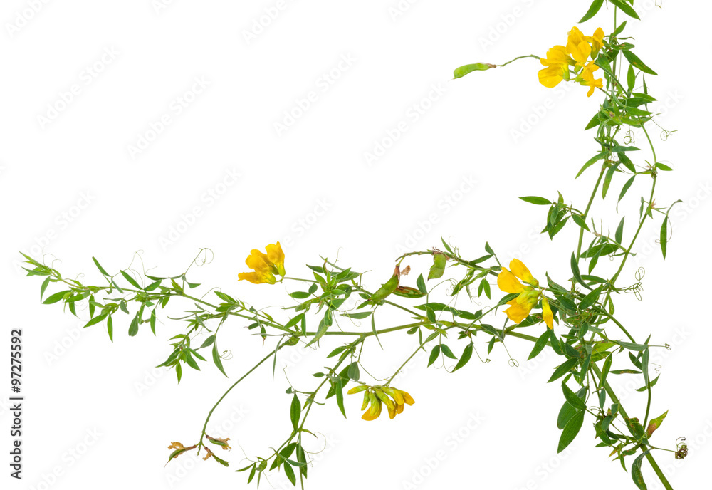 Medicinal plant: Lathyrus pratansis Medicinal plant: Lathyrus pratansis