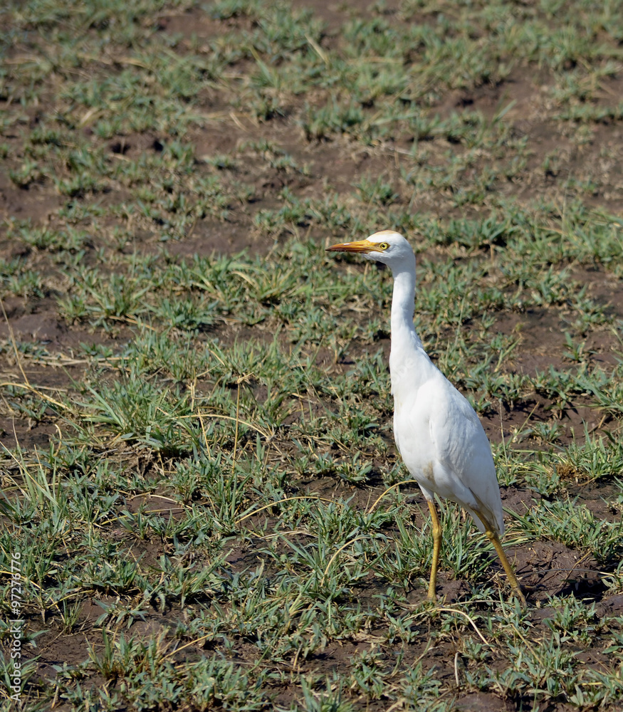 The birds of Africa. Egretta intermedia