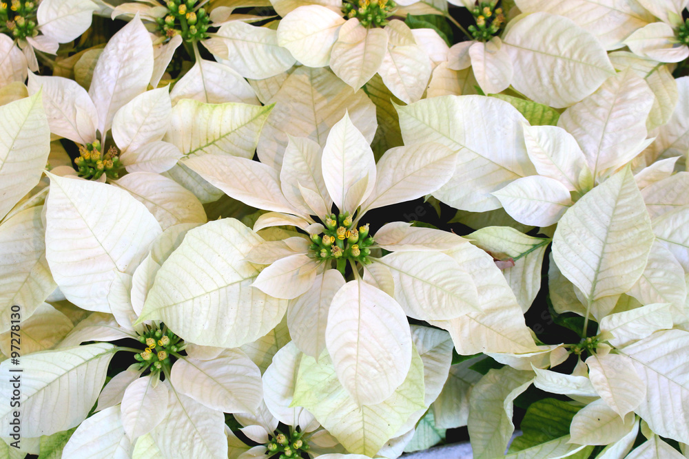 Poinsettia Enduring white Stock Photo Adobe Stock