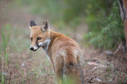 Fuchs in der freier Wildbahn © photo4passion.at