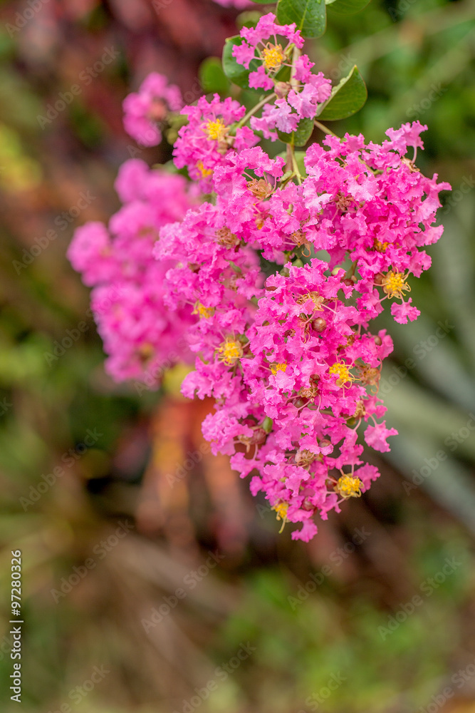 Bougainvillea flower Bougainvillea flower