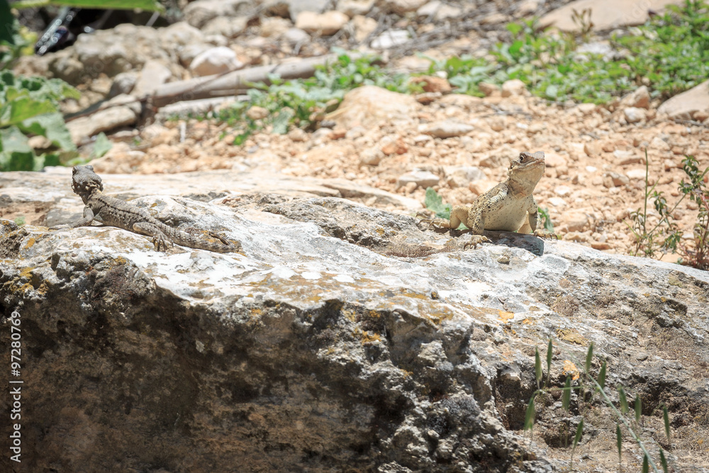 Two stellio lizards on stone Two stellio lizards on stone