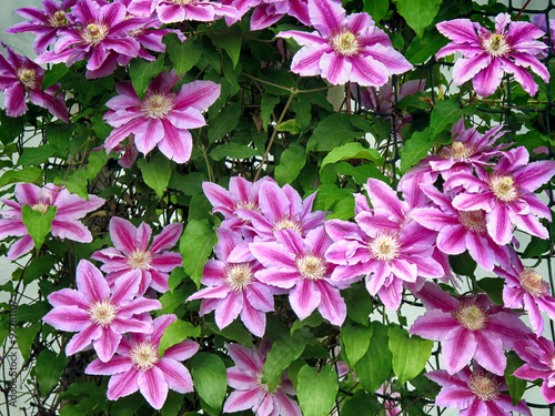 Purple clematis flowers photo