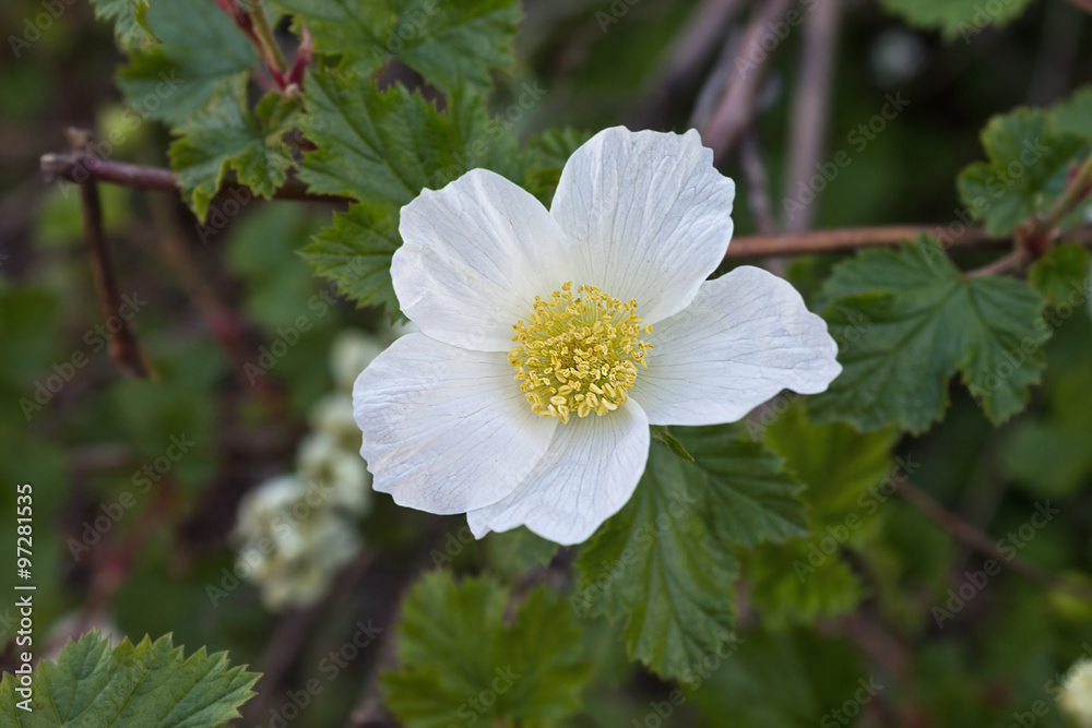 white flower on a branch closeup white flower on a branch closeup