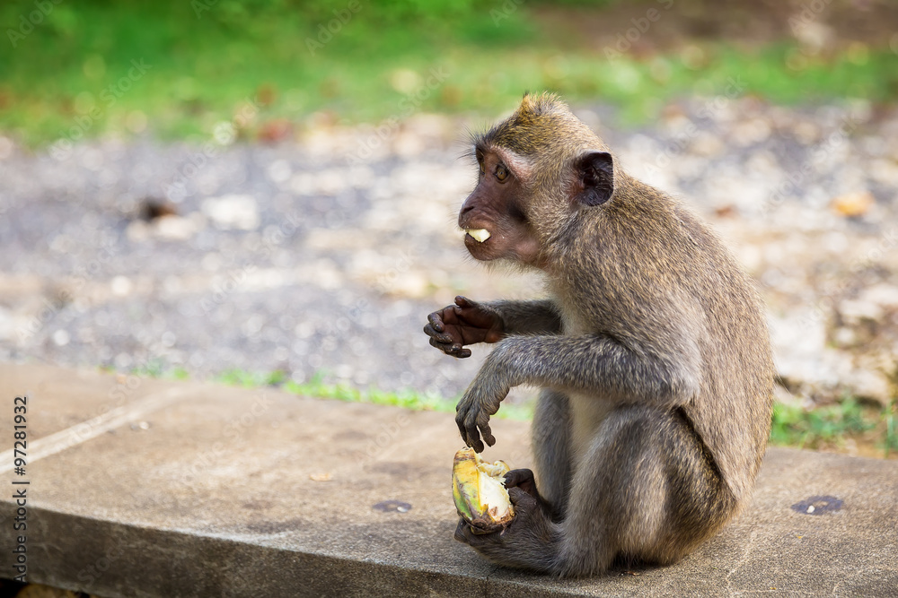 Obraz premium Balinese monkey