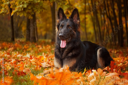 Autumn portrait of a German Shepherd