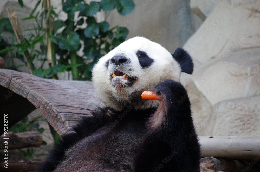 Fototapeta premium Panda Bear, Chiang Mai Zoo