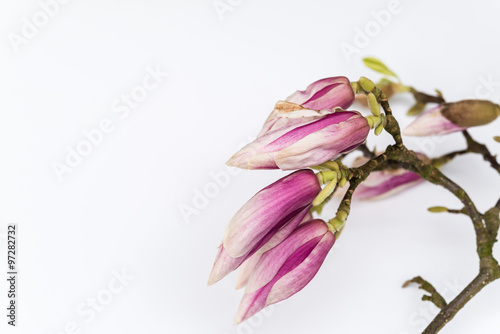 Abstract beautiful magnolia flowers on white copyspace background. Large blossom buds of Magnoliaceae family blooming in springtime with pink petals, perfect for garden blogs and magazines