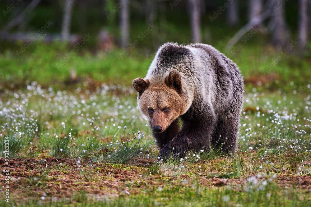 Fototapeta premium Brown bear walking in the taiga