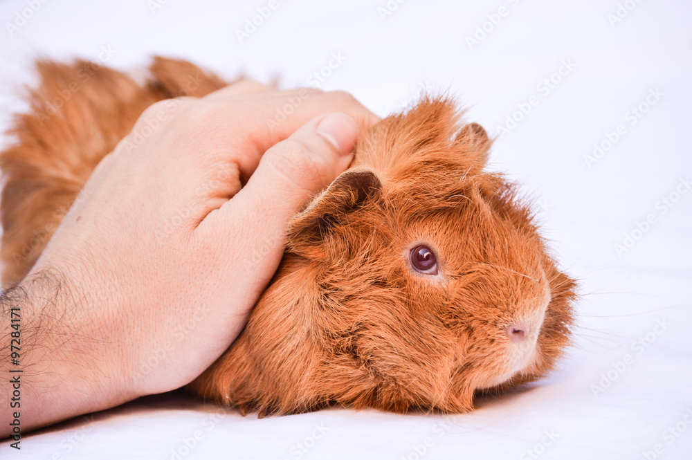 Fototapeta premium Guinea pig