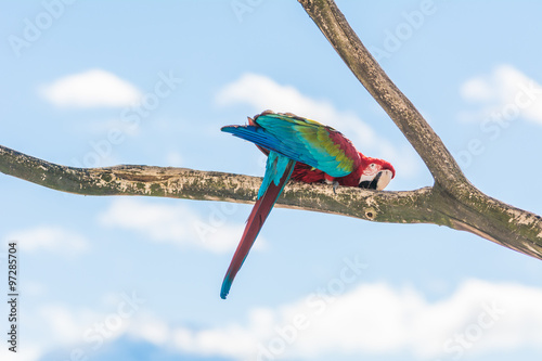 Grünflügelara, Ara chloroptera photo